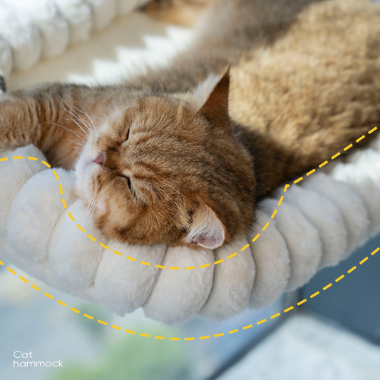 Cute Cat Sleeping