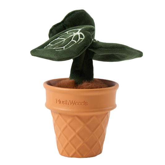 Anthurium Clarinervium Plush Flower in Ceramic Pot